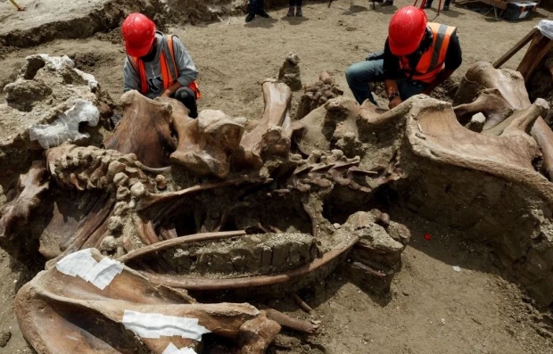 Más vestigios en Santa Lucía; crece a 300 la cifra de mamuts recuperados