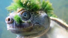 En los años 1960 y 1970 esta tortuga era captura y vendida como una mascota.