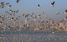 Misteriosa muerte de miles de aves en Estados Unidos