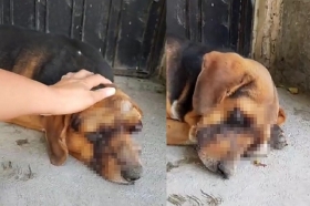 El can perdió sus ojos tras ser torturado 