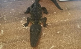 Sujetos vendían cocodrilo como mascota